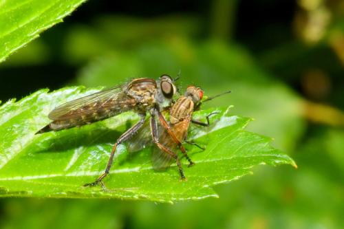 Tolmerus atricapillus